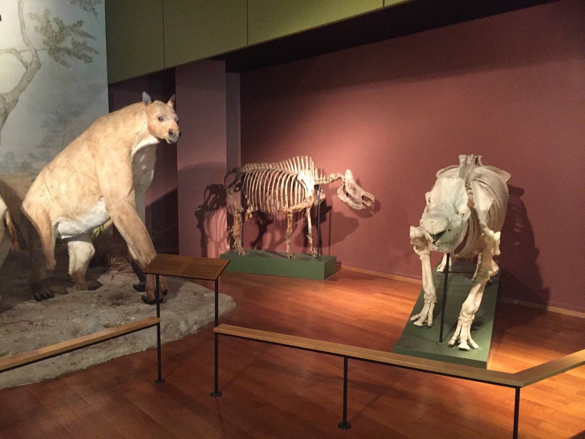 NATURHISTORISCHES MUSEUM BASEL (2024): Know BEFORE You Go