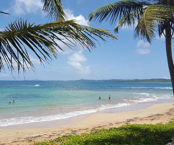 pueden los perros esquimales vivir en el caribe