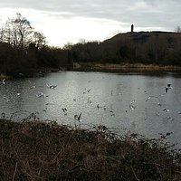 Kiltonga ponds