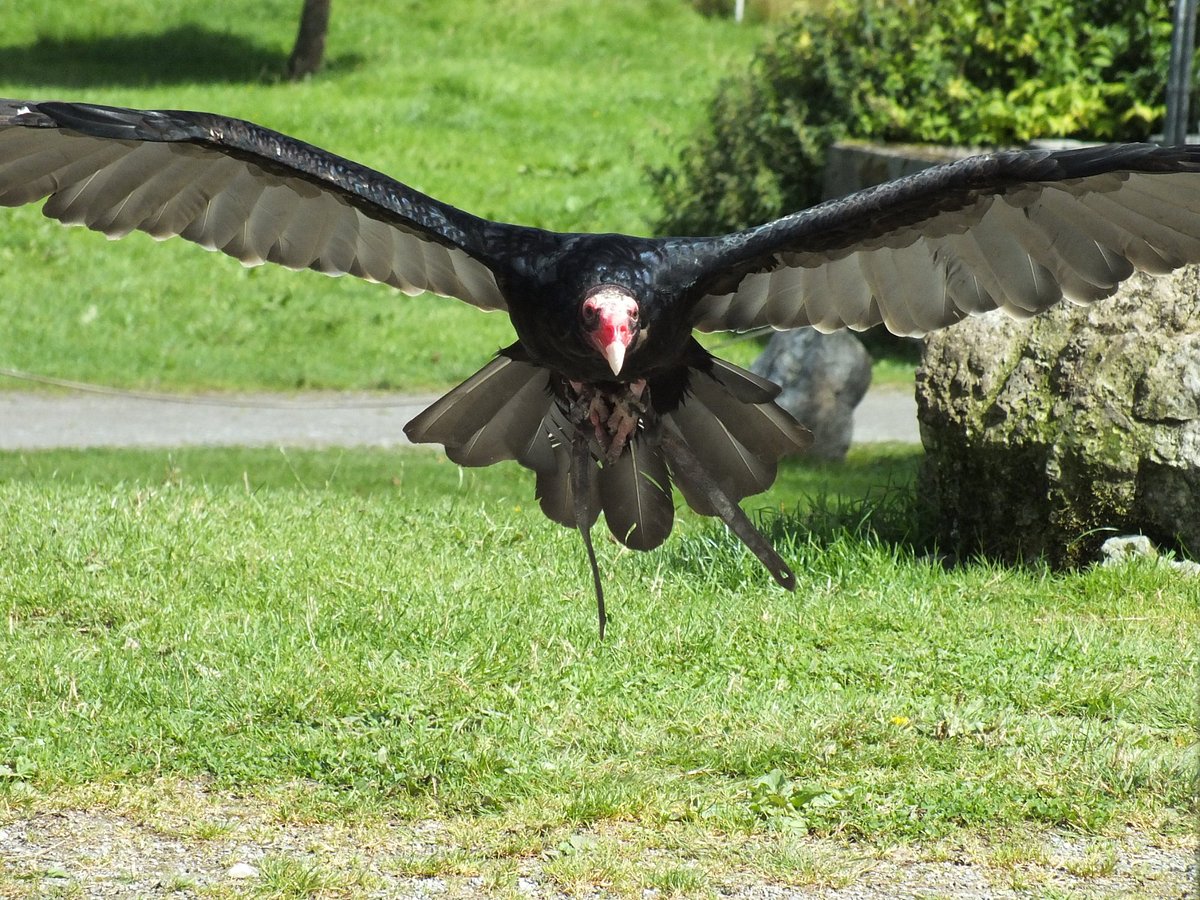 Eagles Flying (Sligo) - All You Need to Know BEFORE You Go Eagles Flying (Sligo) - All You Need to Know BEFORE You Go