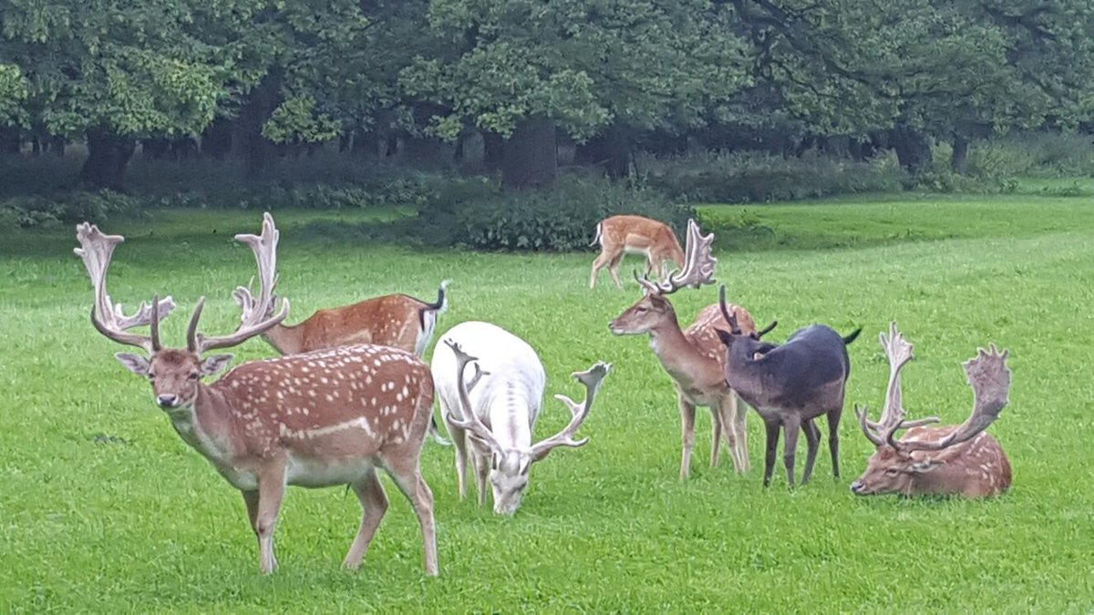 Tiergarten, Ганновер: лучшие советы перед посещением - Tripadvisor