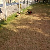 Brincando