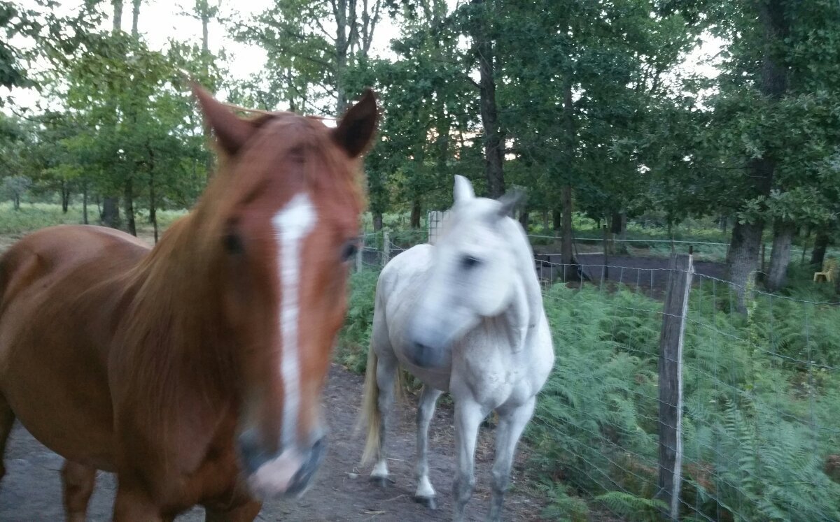 CABALLO LOCO ART EQUESTRE (Belin-Beliet) - Qué SABER antes de ir