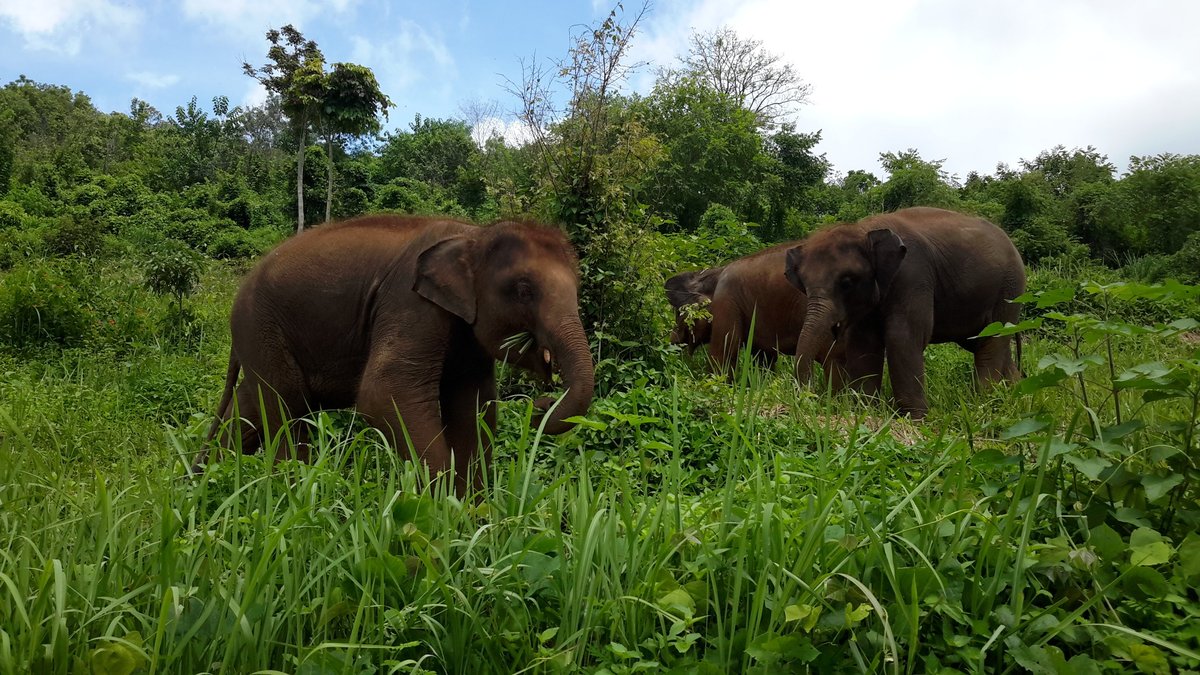 Elephant Rescue Park, Чиангмай: лучшие советы перед посещением - Tripadvisor