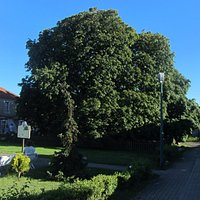 Kasztanowiec biały w Jastarni