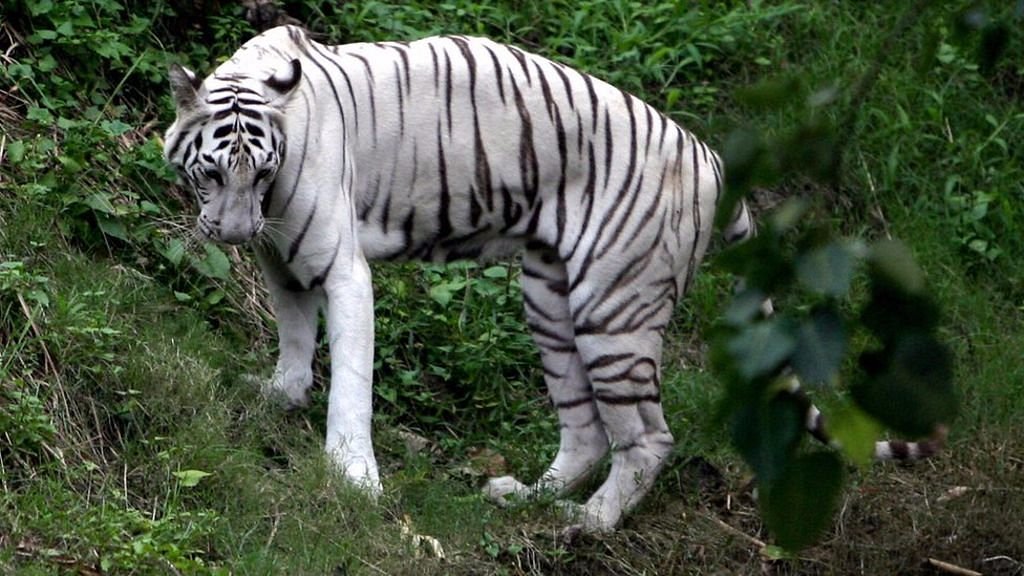 Kolkata Zoo & Zoological Garden (Kolkata (Calcutta)) - All You Need to Know BEFORE You Go Kolkata Zoo & Zoological Garden (Kolkata (Calcutta)) - All You Need to Know BEFORE You Go