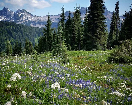 Mount Rainier National Park, WA by Rail