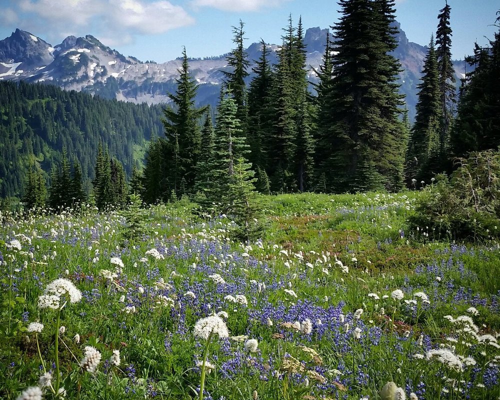 THE 15 BEST Things to Do in Mount Rainier National Park - 2023 (with ...