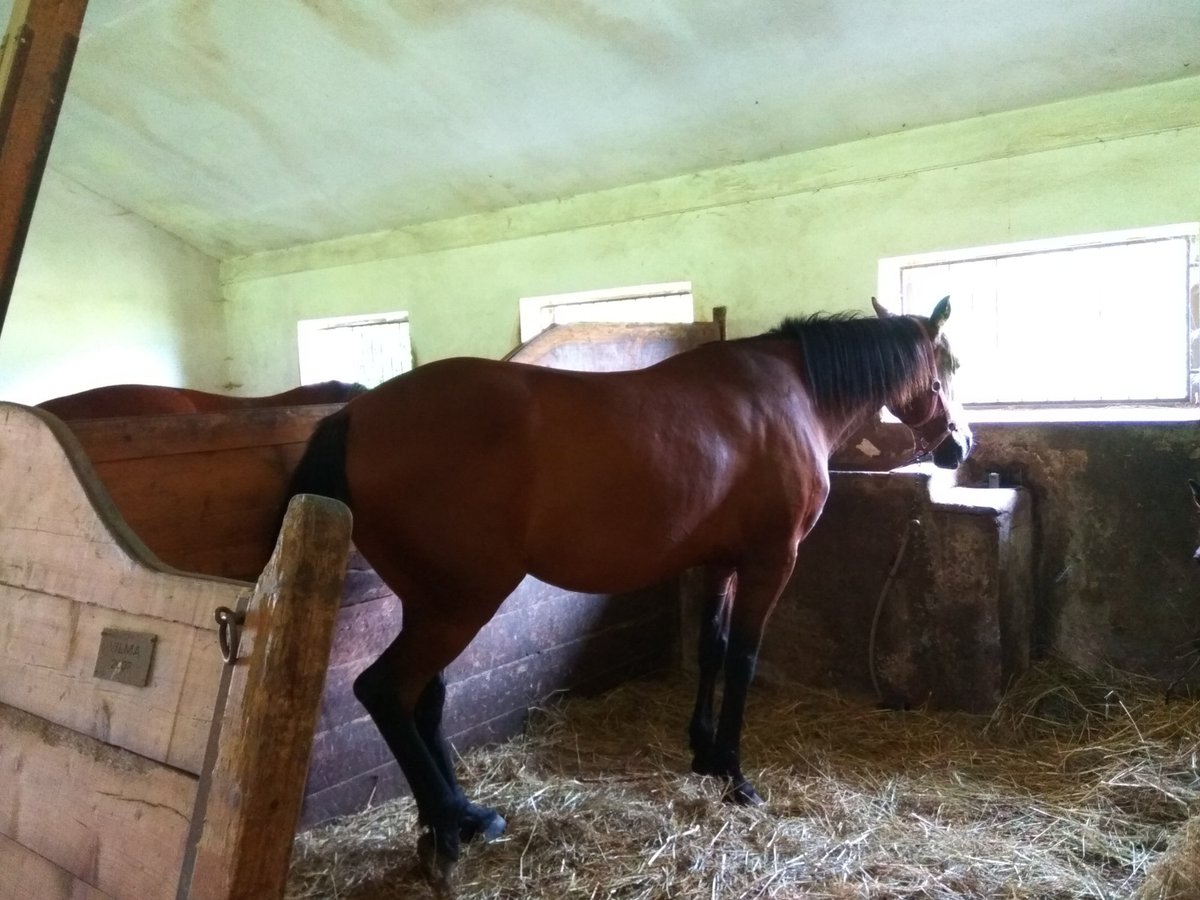 Horseback Riding Club of Slupenec, Чески-Крумлов: лучшие советы перед  посещением - Tripadvisor