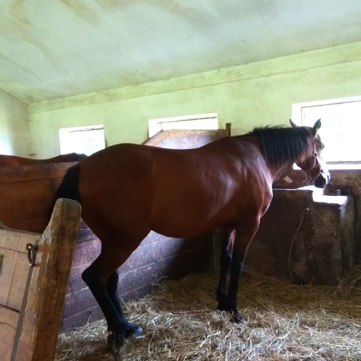 Horseback Riding Club of Slupenec, Чески-Крумлов: лучшие советы перед  посещением - Tripadvisor