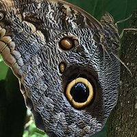 Papiliorama (Kerzers) - All You Need to Know BEFORE You Go