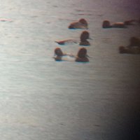 Scaup