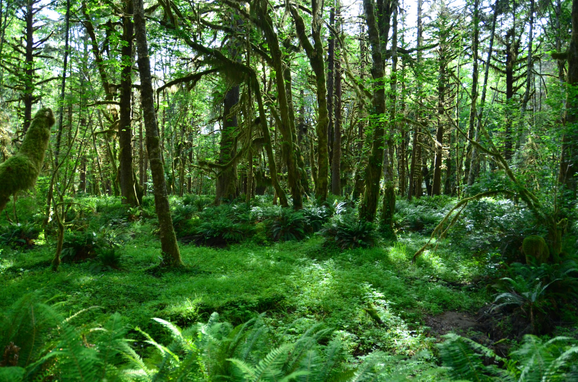 Quinault rain forest trail hotsell