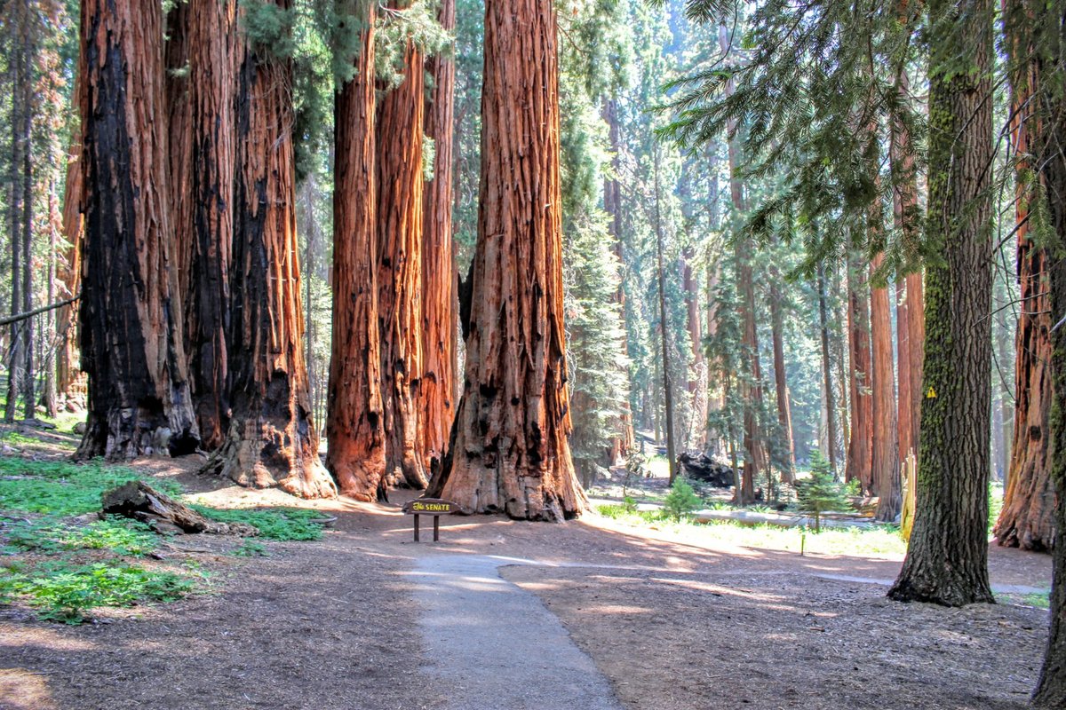 are dogs allowed in sequoia national forest