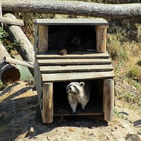 Peakaboo