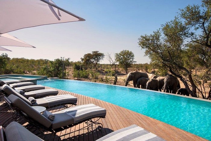 Swimming-pool-with-elephants-at-andBeyond-Ngala-Safari-Lodge