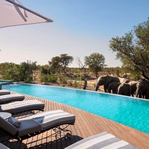 Swimming-pool-with-elephants-at-andBeyond-Ngala-Safari-Lodge