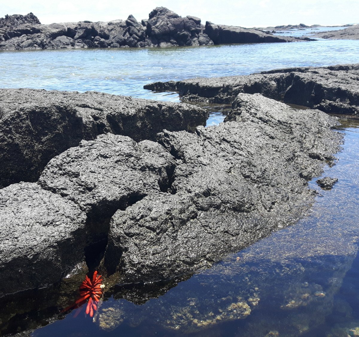 kapoho-tide-pools-pahoa-2023-what-to-know-before-you-go