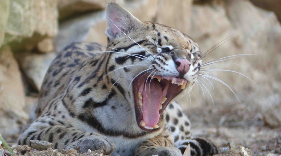 Ocelot en plein effort !