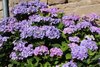 FlorenceH628