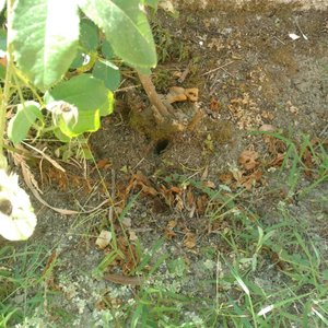 Another rat hole
