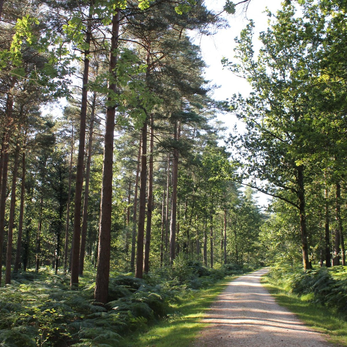 New forest national park где находится