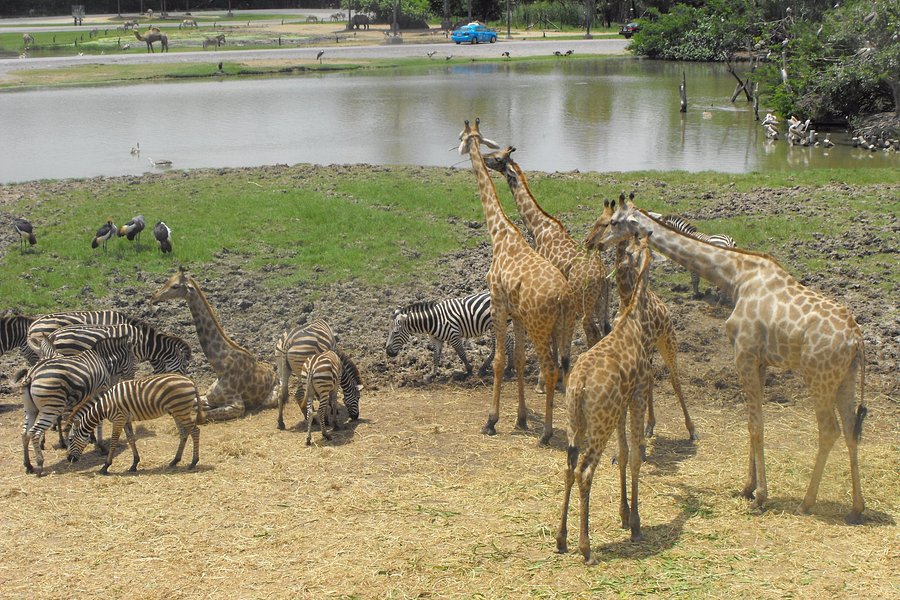 safari world giraffe feeding