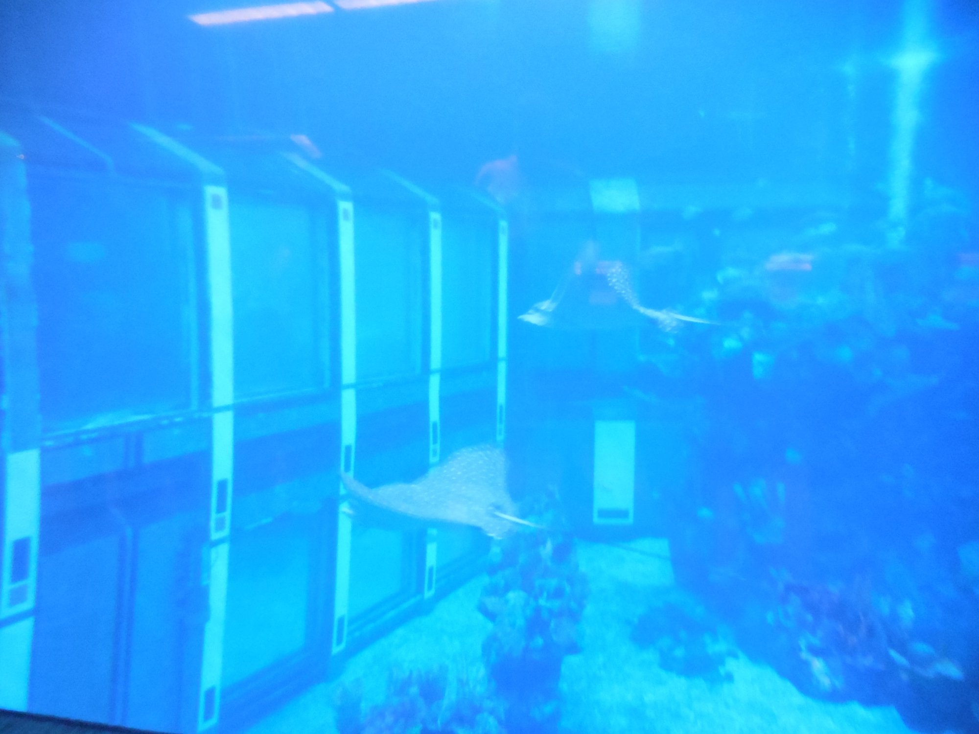 The Epcot Seas Aqua Tour (Orlando) All You Need to Know BEFORE You Go