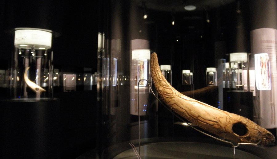 Sala del arte mueble paleolítico