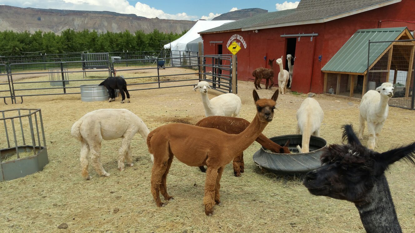 Suncrest Orchard Alpacas All You Need to Know BEFORE You Go 2024