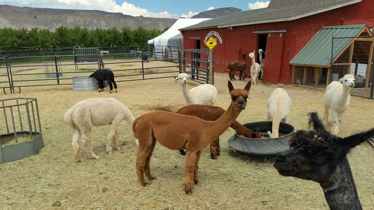 Suncrest Orchard Alpacas - All You Need to Know BEFORE You Go