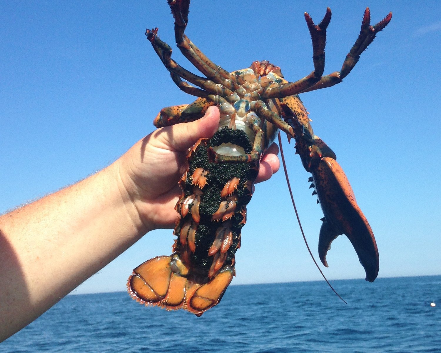 lobster tours hampton beach