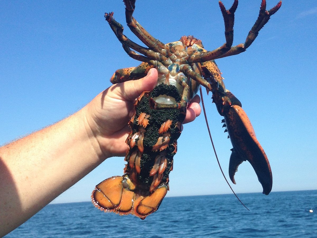 My experience aboard a LOBSTER FISHING GEAR