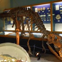 SHINSHU SHINMACHI FOSSIL MUSEUM (2024) All You Need to Know BEFORE You ...