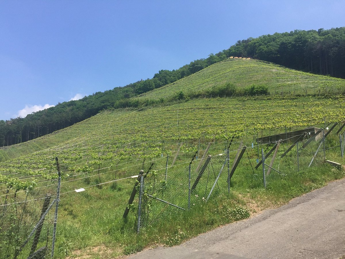 COCO FARM & WINERY (Ashikaga) All You Need to Know BEFORE You Go