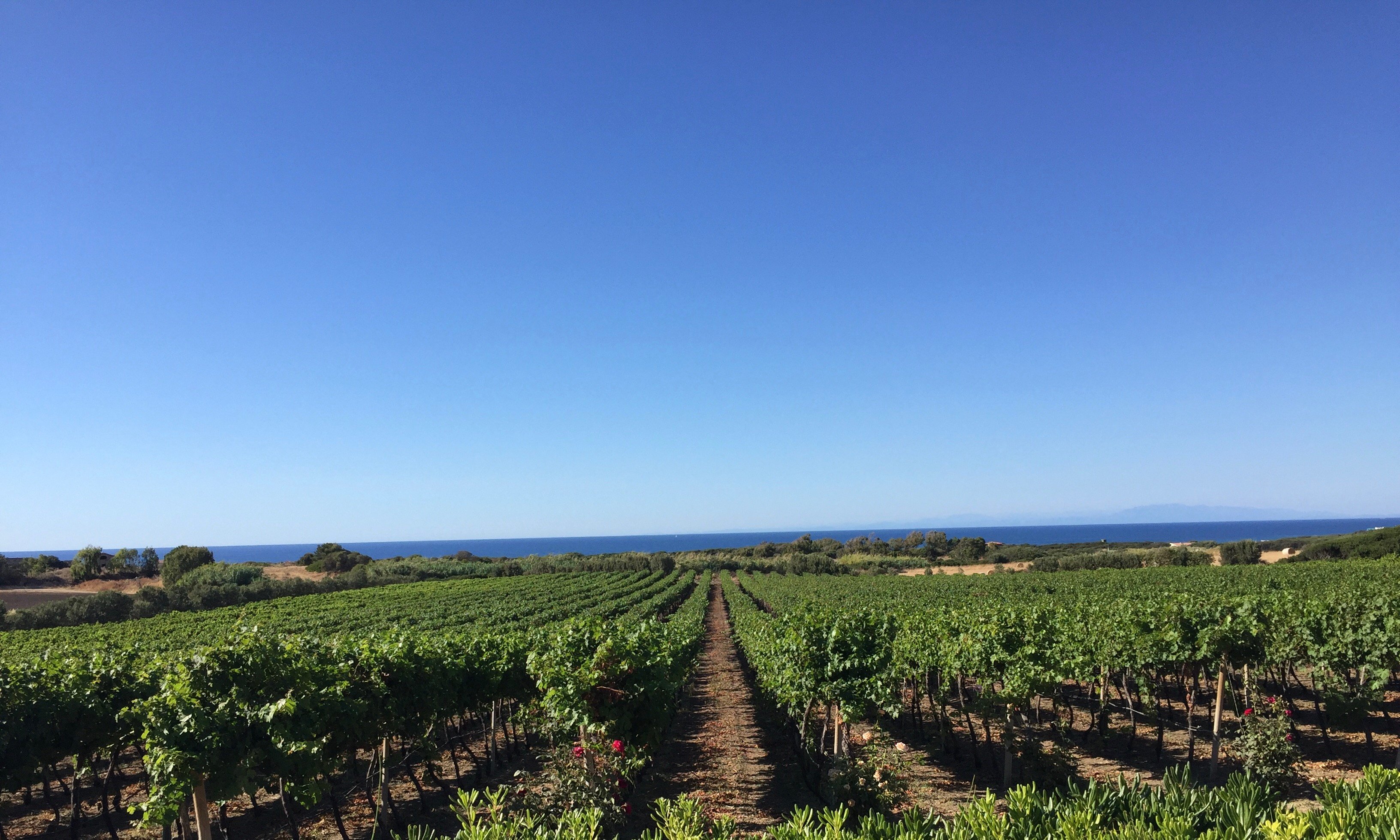 THE 10 BEST Sardinia Wineries Vineyards To Visit 2024   Ecco Il Nostro Bellissimo 