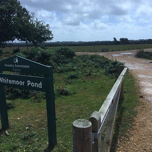 NEW FOREST NATIONAL PARK (Brockenhurst) - All You Need to Know BEFORE ...