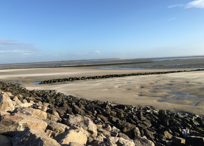 Les Phoques de la Baie d'Authie