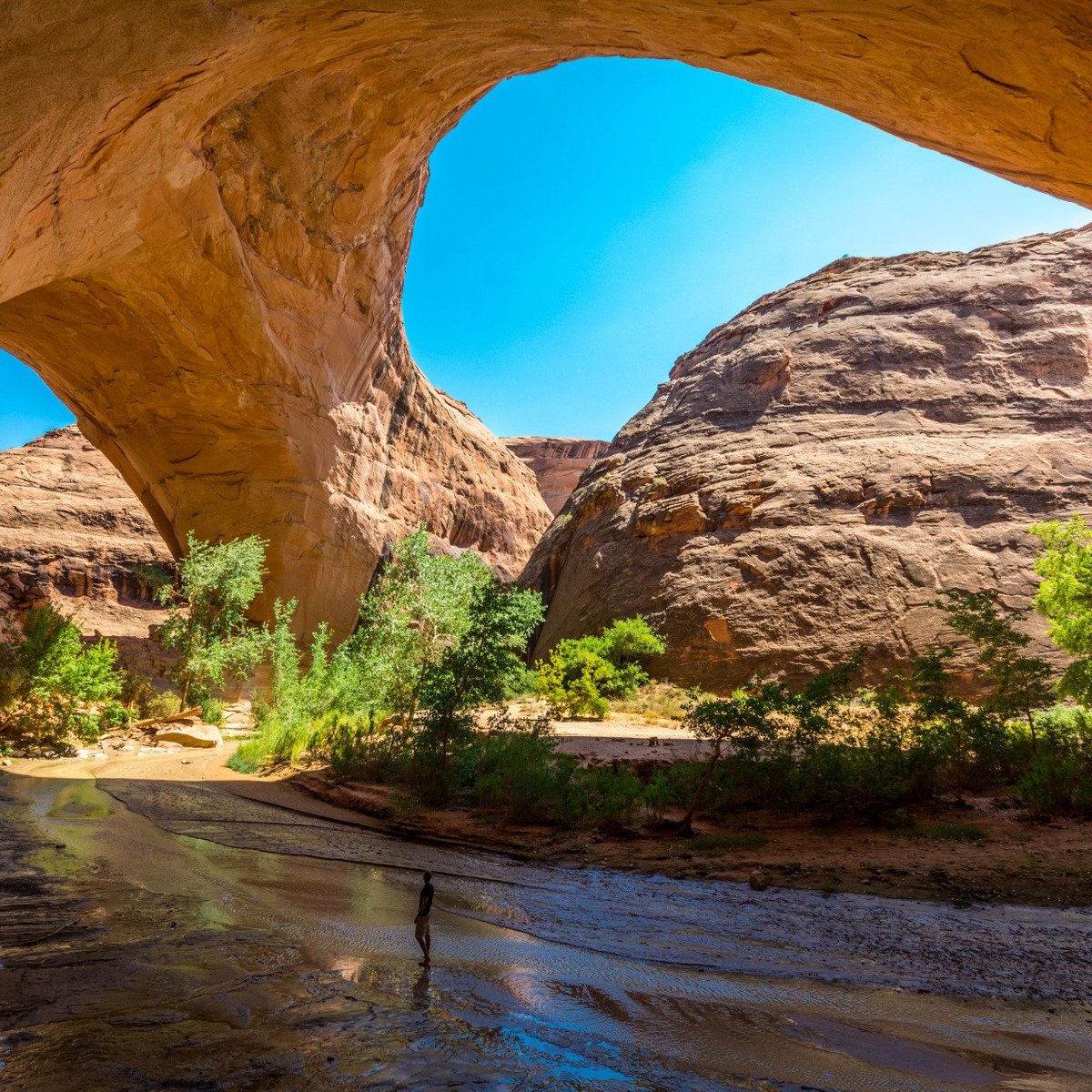 are dogs allowed in coyote gulch