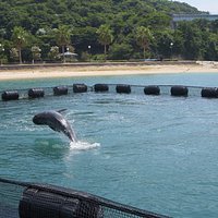 ジャンプするイルカ