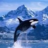 Orcaorca