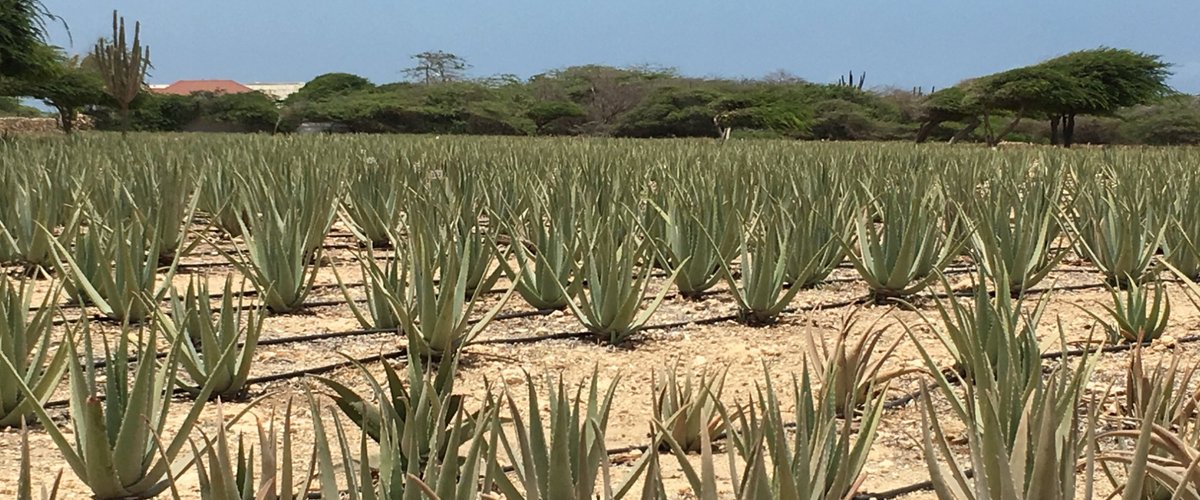Aruba