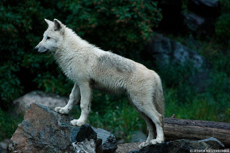 International Wolf Center image
