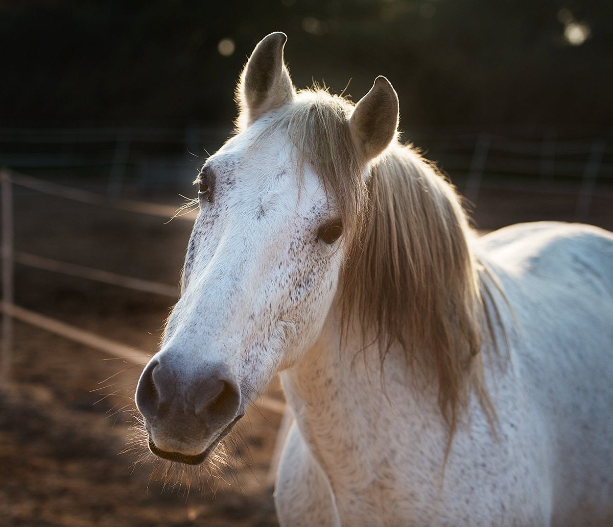 Horse care