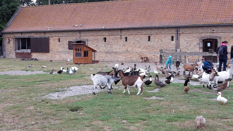 Vue d'ensemble du parc avec les chèvres, canards, poules, etc...