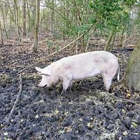 in the Bofkont wood