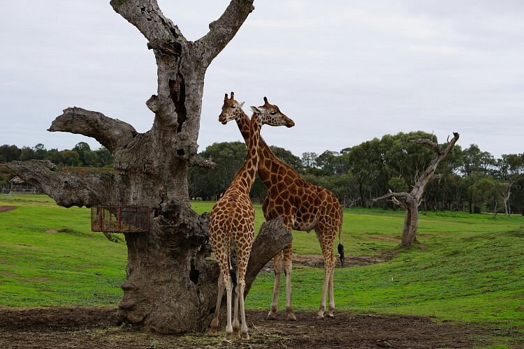 melbourne zoo safari tour
