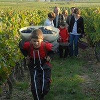 VENDANGES 2009