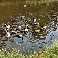 You can Feed the birds (Ducks, Geese, Seagull etc.)