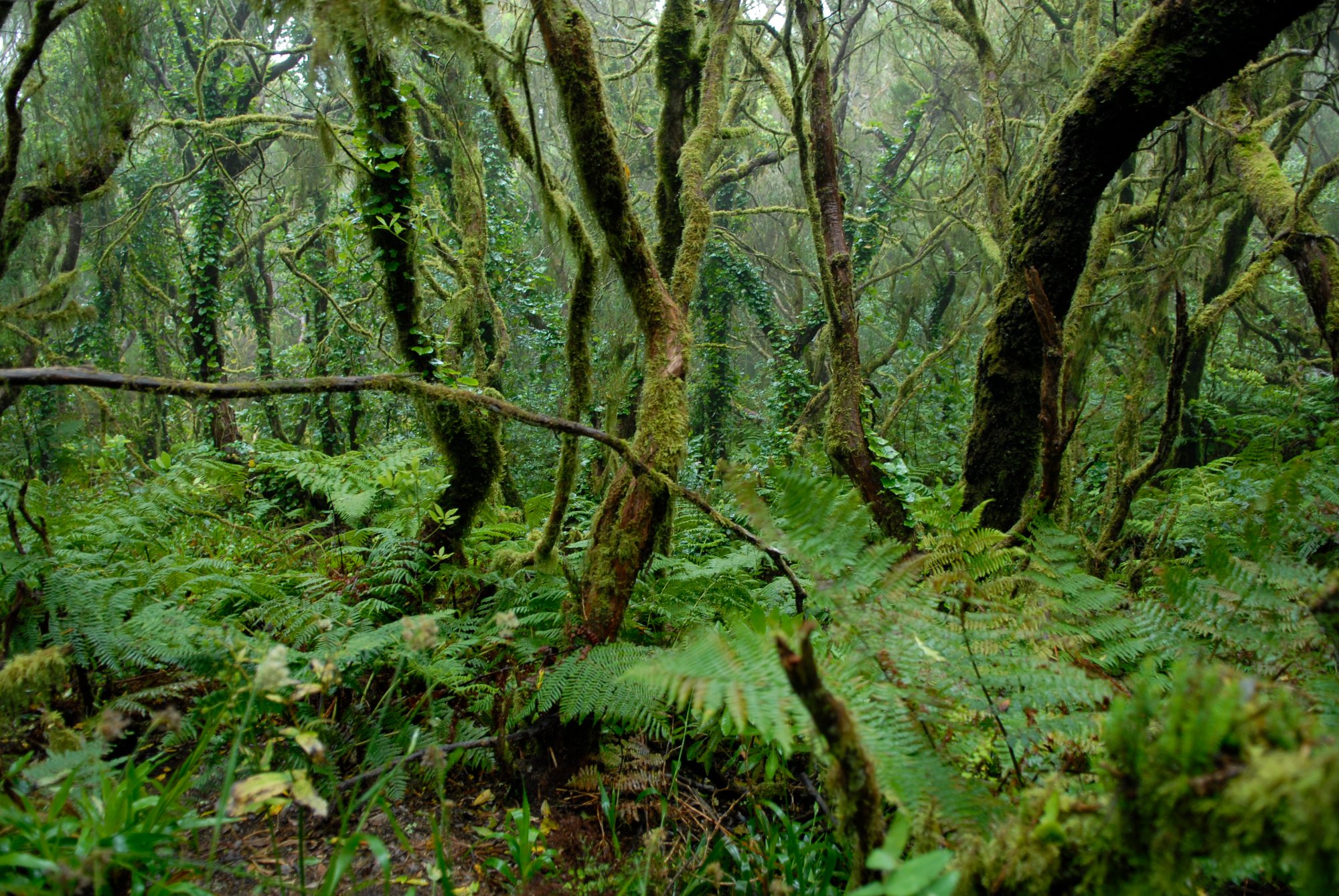 SENDERO EL BOSQUE ENCANTADO Santa Cruz de Tenerife Qu SABER